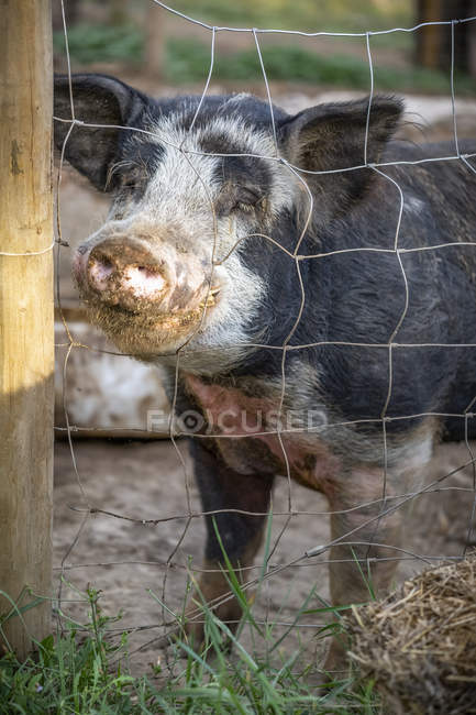 Cerdo en una granja mirando a través de una cerca de alambre a la cámara; Armstrong, Columbia Británica, Canadá - foto de stock