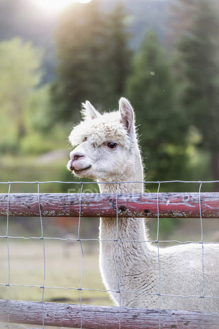 Llama (Lama glama) en una granja mirando por encima de una cerca; Armstrong, Columbia Británica, Canadá - foto de stock