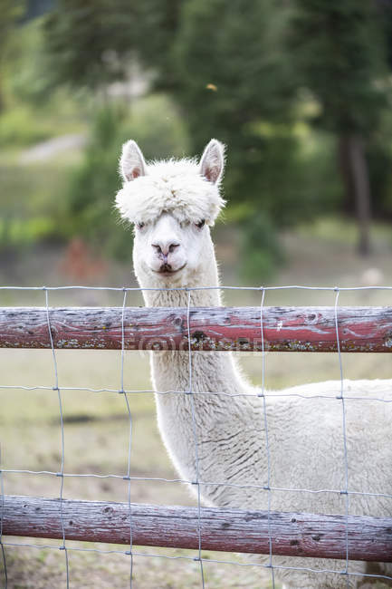 Llama (Lama glama) on a farm peering at the camera over a fence; Armstrong,  British Columbia, Canada — One Animal, neck - Stock Photo | #330586886