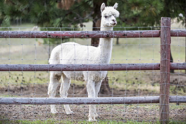 Llama (Lama glama) in una fattoria che guarda la telecamera oltre una recinzione; Armstrong, Columbia Britannica, Canada — Foto stock