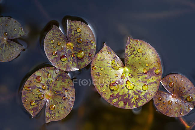 Close-up of water droplets on leaves of lily pads in water; Surrey, British Columbia, Canada — Stock Photo