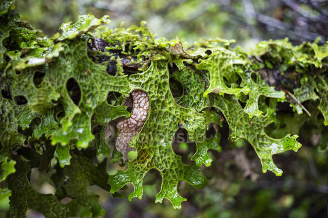 Folhagem em forma única com padrões crescendo em um ramo de árvore; Colúmbia Britânica, Canadá — Fotografia de Stock