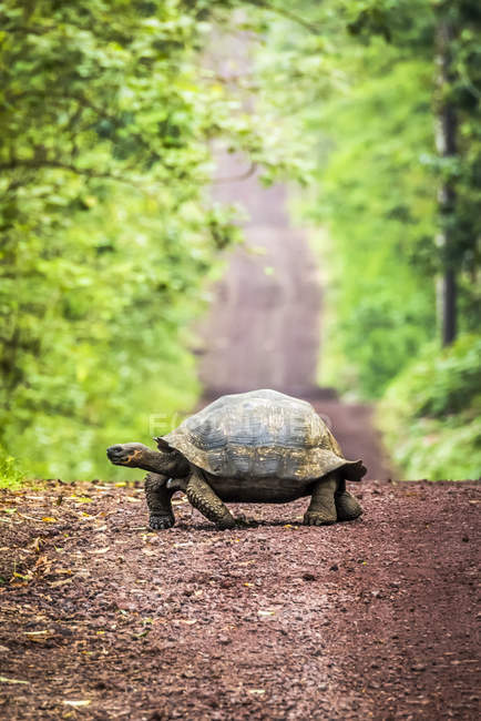 Las tortugas gigantes de Galápagos aserran lentamente a través de un largo camino recto de tierra que se extiende hacia el horizonte. Más allá del borde de la hierba, hay un denso bosque a ambos lados; Islas Galápagos, Ecuador - foto de stock