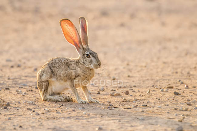 Зворотний хребет з чорним хвостом Jackrabbit (Lupus californicus) з сонячним світлом, що світиться через вуха; Casa Grande, Arizona, США — стокове фото