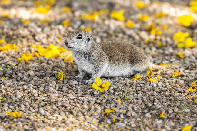 Esquilo-de-cauda-redonda (Xerospermophilus tereticadus) no chão em meio a flores amarelas caídas de uma árvore Palo Verde; Casa Grande, Arizona, Estados Unidos da América — Fotografia de Stock
