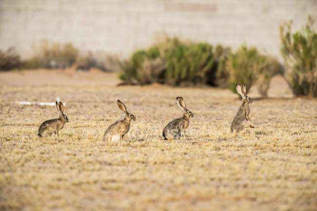 Four Black-tailed Jackrabbits (Lupus californicus) lined up single file with the leader raised on its hind legs in an open field; Casa Grande, Arizona, United States of America — Stock Photo