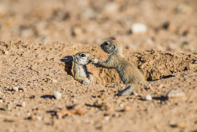 Deux petits écureuils terrestres à queue ronde (Xerospermophilus tereticadus) à l'entrée de leur terrier ; Casa Grande, Arizona, États-Unis — Photo de stock