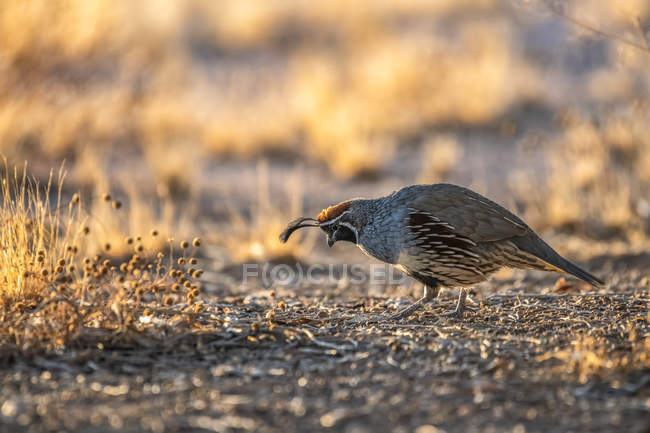 Male Gambels Quail (Callipepla gamibelli) showing two head plumes searching for food on ground; Casa Grande, Arizona, United States of America — Stock Photo