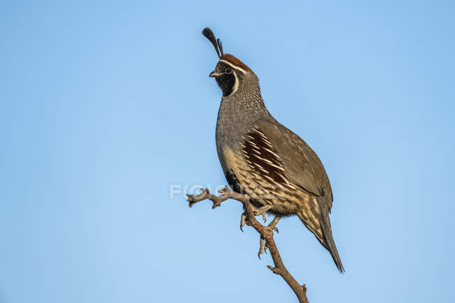 Male Gambels Quail (Callipepla gamibelli) showing two head plumes perched on bare branch against blue sky; Casa Grande, Arizona, United States of America — Stock Photo