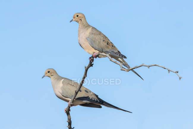 Pair of Mourning Doves (Zenaida macroura) perched on a bare branch against a blue sky; Casa Grande, Arizona, United States of America — Stock Photo