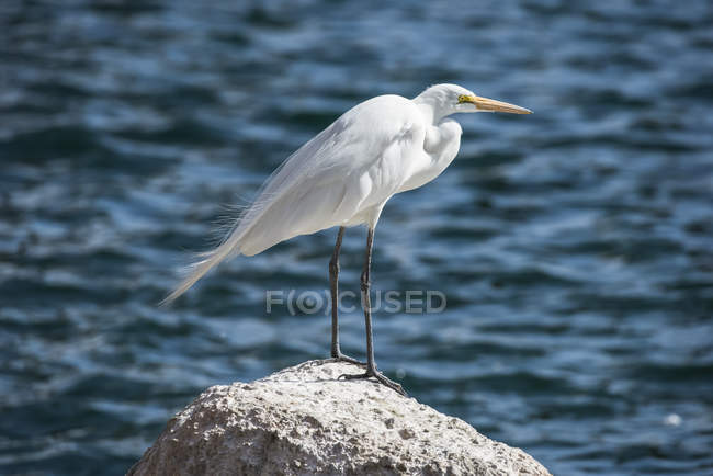 Great Egret (Ardea alba) perched on a rock against a watery background at Freestone Park; Gilbert, Arizona, United States of America — Stock Photo
