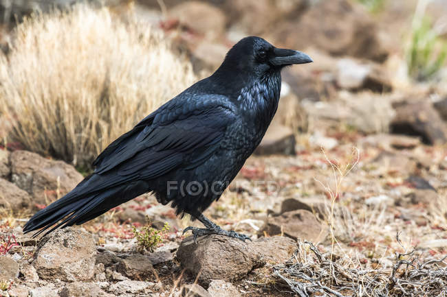 Вид сбоку на Common Raven (Corvus corax), сидящего на земле в Национальном парке Петрифицированный лес, Аризона, Соединенные Штаты Америки — стоковое фото
