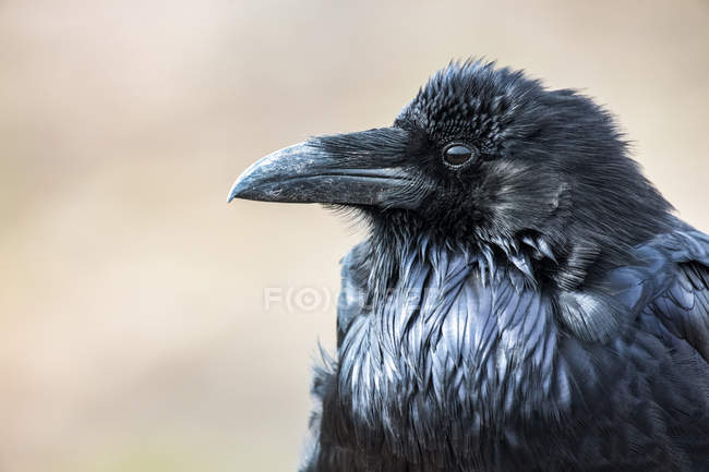 Close-up portrait of a Common Raven in Petrified Forest National Park; Arizona, United States of America — Stock Photo