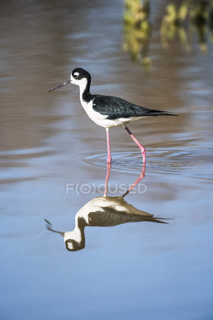 Black-necked Stilt (Himantopus mexicanus) wading in shallow water and showing its reflection at the Riparian Preserve at Water Ranch; Gilbert, Arizona, United States of America — Stock Photo