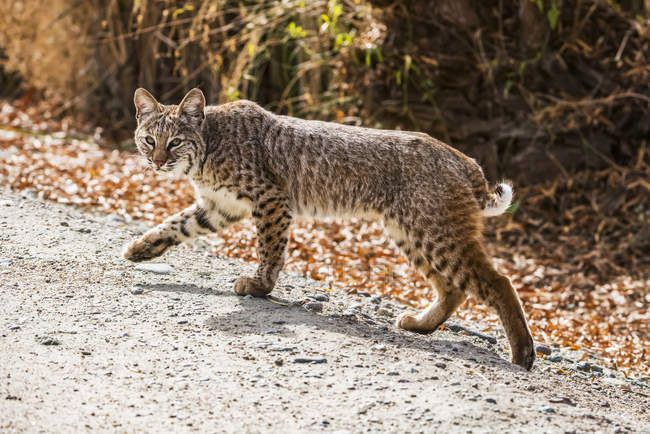 Bobcat (Lynx rufus) con zampa anteriore sollevata camminando lungo un sentiero a Sweetwater Wetlands; Tucson, Arizona, Stati Uniti d'America — Foto stock