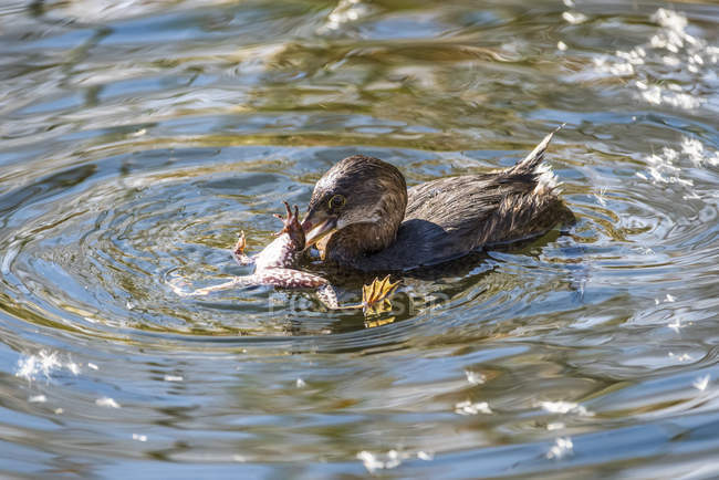 Pied-billed Grebe (Podilymbus podiceps) attacking a Lowland Leopard Frog (Rana yavapaiensis) at Sweetwater Wetlands; Tucson, Arizona, United States of America — Stock Photo