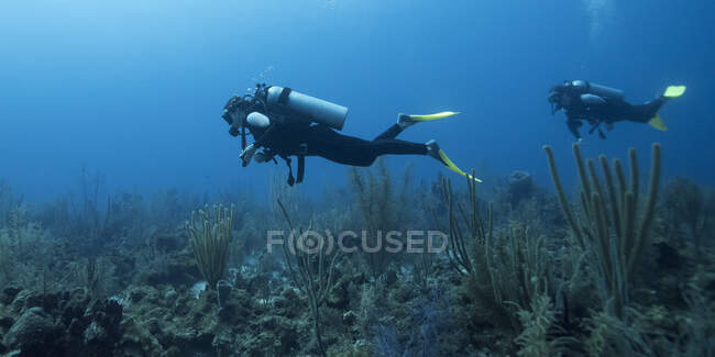 Mergulhadores em Secret Spot Dive Site, Belize Barreira de Corais, Atol Turneffe; Belize — Fotografia de Stock