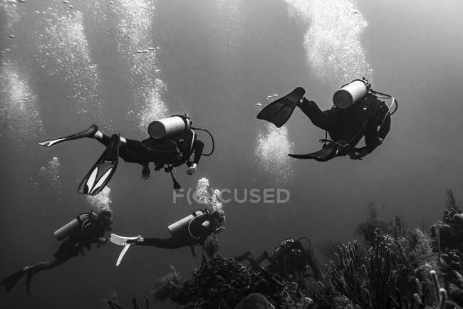 Buceadores buceando en la Barrera de Coral de Belice, Tres Amigos Sitio de Buceo, Atolón Turneffe; Belice - foto de stock