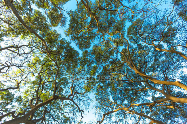 Fogliame verde sulle cime degli alberi contro un cielo blu, Kamaole Beach Park; Kihei, Maui, Hawaii, Stati Uniti d'America — Foto stock
