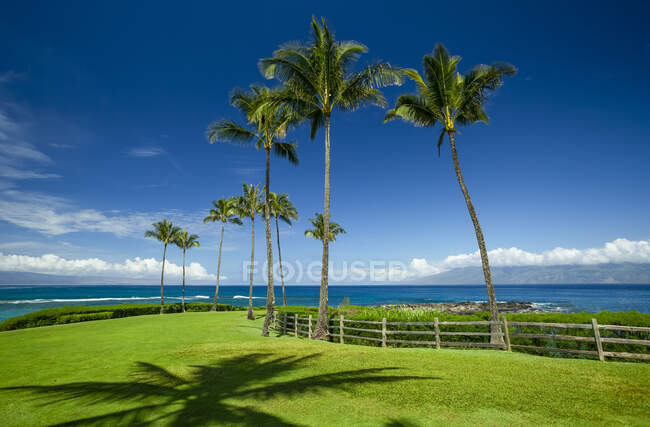 Palme e rigogliosa erba verde lungo la costa di Maui; Kapalua, Maui, Hawaii, Stati Uniti d'America — Foto stock