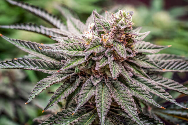 Marihuana-Pflanze im späten Blütestadium; Cave Junction, Oregon, Vereinigte Staaten von Amerika — Stockfoto