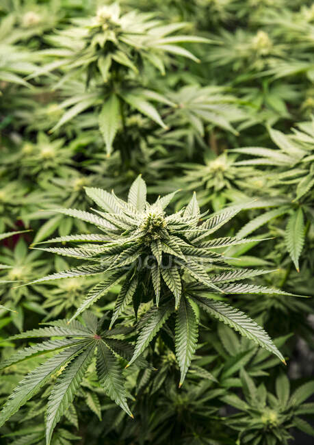 Растения марихуаны на ранней стадии цветения; Пещерный перекресток, Орегон, США — стоковое фото