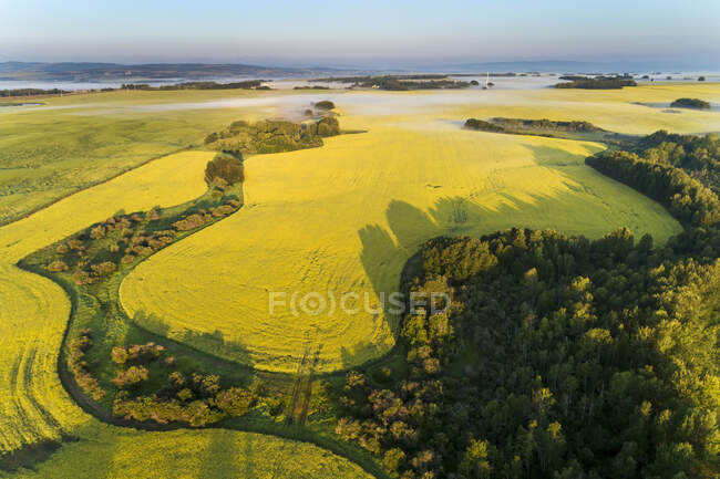 Aerial view of a flowering canola field framed by trees with fog, West of Calgary; Alberta, Canada — Stock Photo