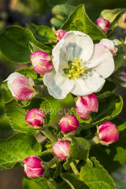 Primo piano dei fiori di mela su un albero; Calgary, Alberta, Canada — Foto stock