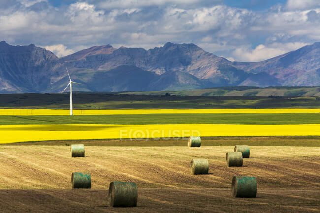 Hay bales in a cut field lit by the sun with fields of flowering canola, a windmill, rolling hills and mountain range in the background, North of Waterton; Alberta, Canada — Stock Photo