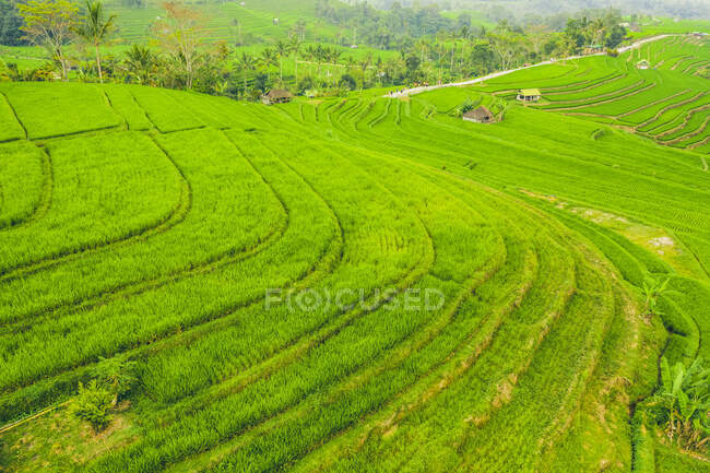 Drone view of the Bali Rice Terraces, Jatiluwih Rice Terrace; Tabanan, Bali, Indonesia — Stock Photo