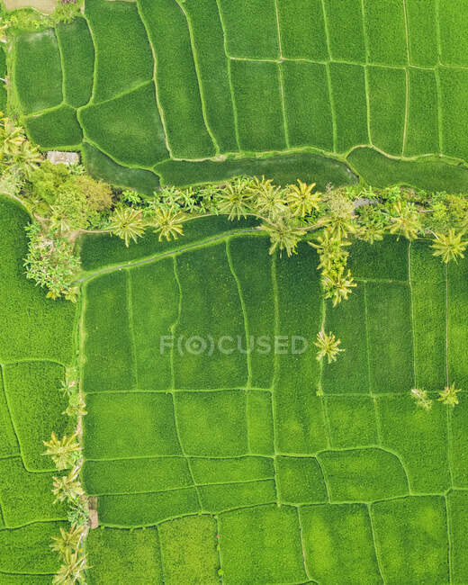 Drohnenblick auf Reisfelder; Licin, Ostjava, Java, Indonesien — Stockfoto
