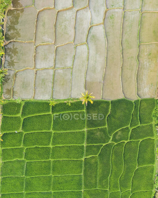 Vista de zangão de campos de arroz; Licin, Java Oriental, Java, Indonésia — Fotografia de Stock