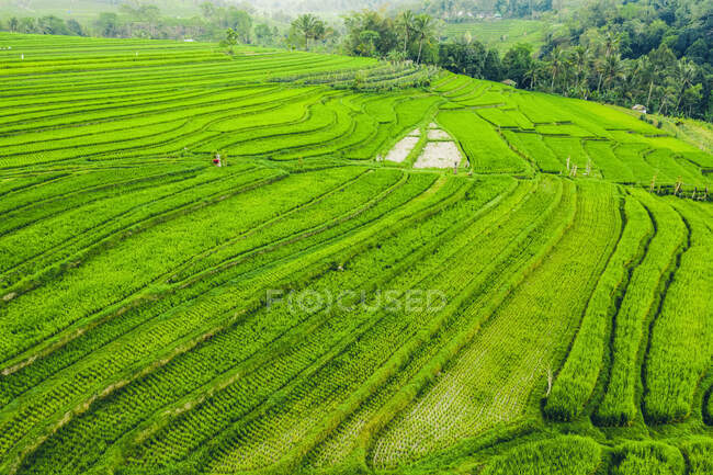 Vue par drone des terrasses de riz de Bali, Jatiluwih Rice Terrace ; Tabanan, Bali, Indonésie — Photo de stock