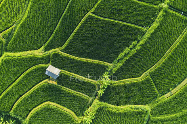 Terraços de arroz Sideman; Karang Asem, Bali, Indonésia — Fotografia de Stock