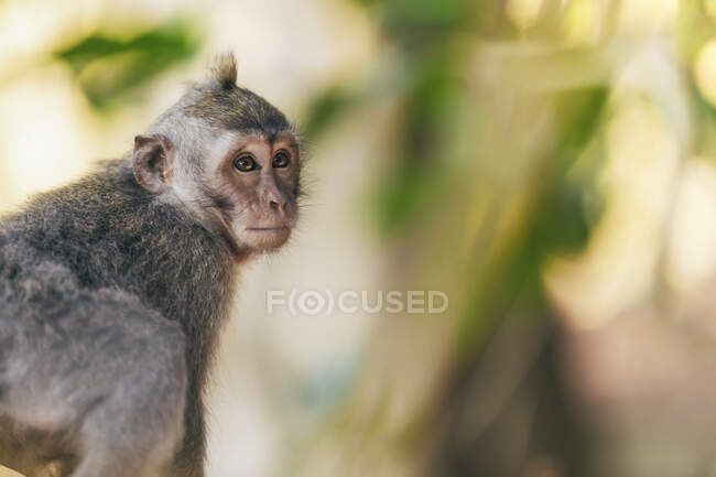 Scimmia dalla coda lunga balinese giovanile (Macaca fascicularis), foresta di scimmie di Ubud; Bali, Indonesia — Foto stock