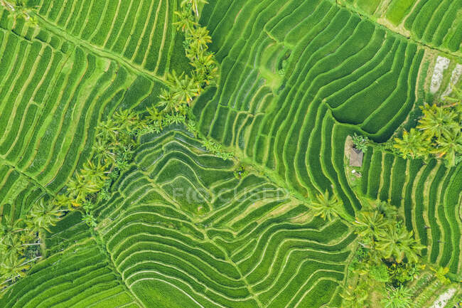 Drone vista de las terrazas de arroz de Bali, Jatiluwih Rice Terrace; Tabanan, Bali, Indonesia - foto de stock