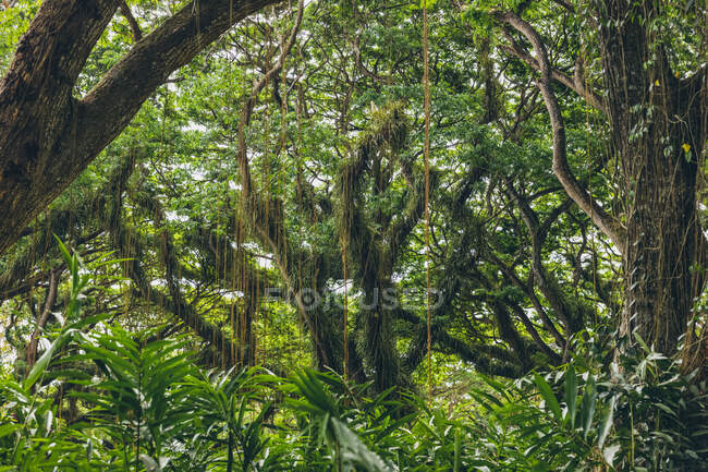 Красивый лес Джаватан Перхутани, недалеко от Баньюванги; Ява, Индонезия — стоковое фото