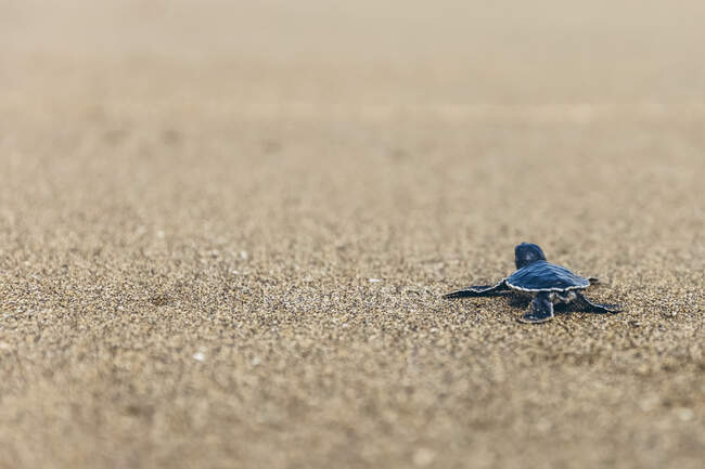 Bébé tortue à Pantai Pandan Sari, rampant sur le sable ; Java Est, Java, Indonésie — Photo de stock