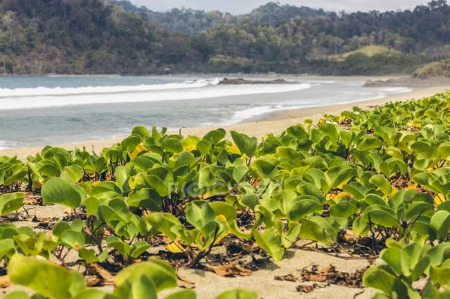 Plantas que crecen en la arena en Pantai Pandan Sari; Java Oriental, Java, Indonesia - foto de stock