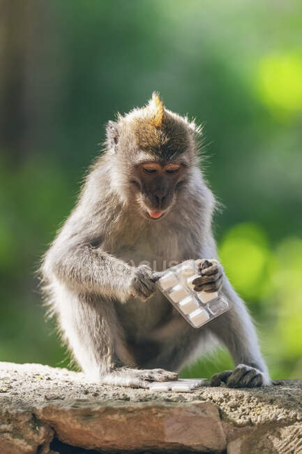 Mono (Macaca fascicularis) con un paquete de goma de mascar, bosque de monos Ubud; Bali, Indonesia - foto de stock