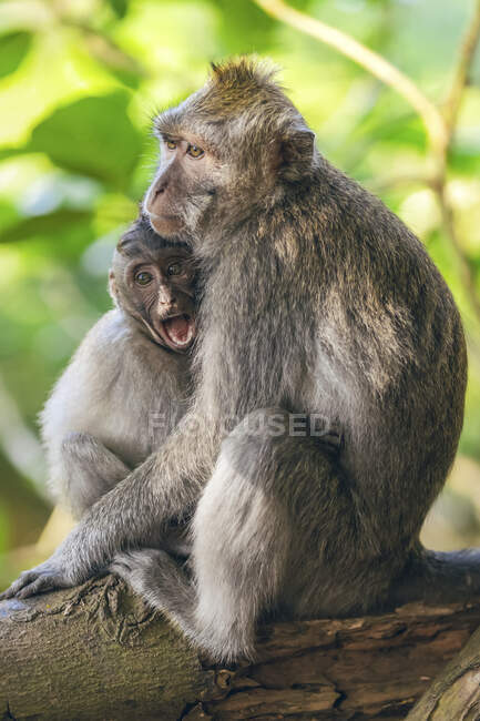 Monos de cola larga balineses (Macaca fascicularis), bosque de monos de Ubud; Bali, Indonesia - foto de stock