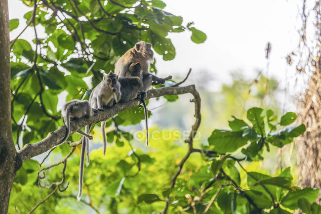 Балийские длиннохвостые обезьяны (Macacaca fascicularis), Обезьяновый лес Убуд; Бали, Индонезия — стоковое фото