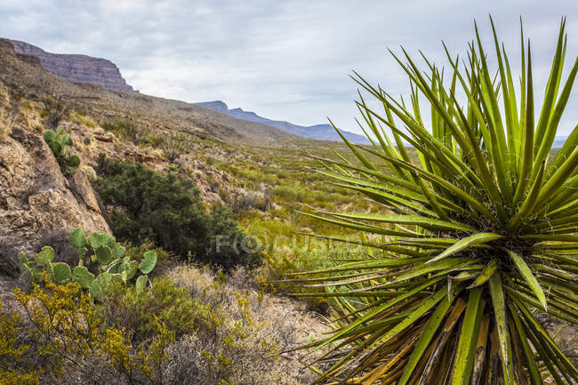 Рослина Юкка на передньому плані на Національному рекреаційному шляху собачого каньйону, гори Сакраменто, пустеля Чихуахуан в басейні Тулароса, штат Олівер Лі Меморіал Стейт Парк; Аламогордо, Нью - Мексико, США — стокове фото