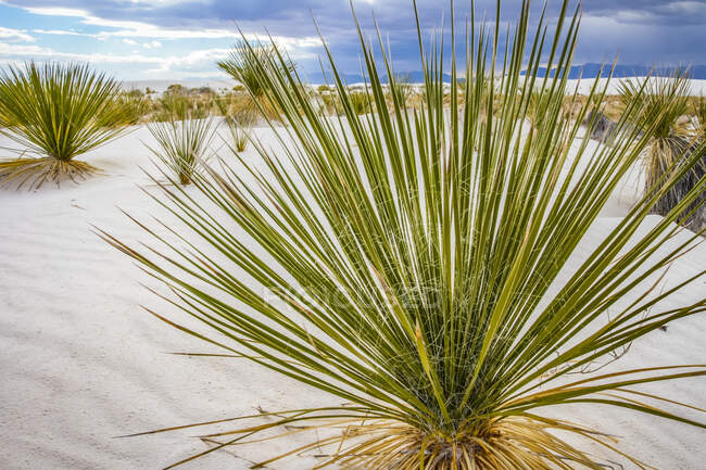 Yucca savonneux (Yucca elata), monument national des sables blancs ; Alamogordo, Nouveau-Mexique, États-Unis d'Amérique — Photo de stock