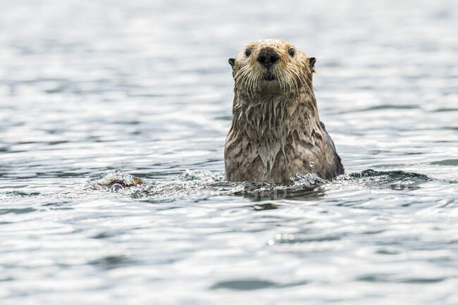 Sea otter (Enhydra lutris) checking out from water; Alaska, United States of America — Stock Photo