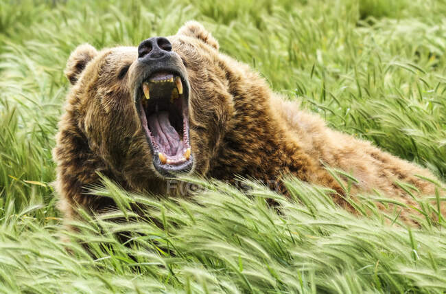 Growling bear (Ursus arctos); Fort Collins, Colorado, Estados Unidos da América — Fotografia de Stock
