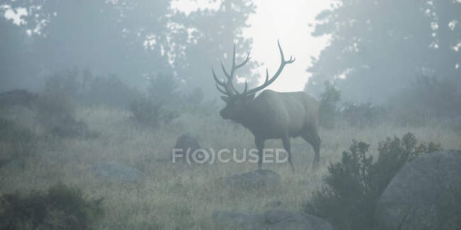 Bull Elk (Cervus canadensis) standing in a foggy field at the edge of a forest; Estes Park, Colorado, United States of America — Stock Photo