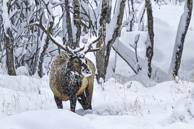 Bull Elk (Cervus canadensis) standing in a snowy field at the edge of a forest with it's face and antlers covered in snow; Estes Park, Colorado, United States of America — Stock Photo