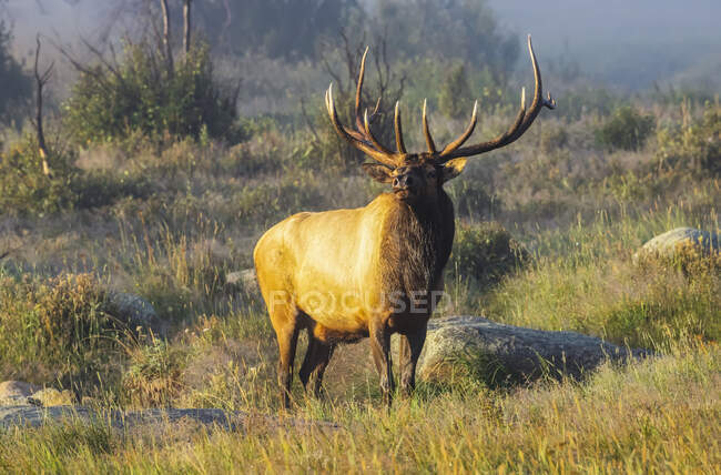 Bull Elk (Cervus canadensis) standing in sunlight in a foggy field; Estes Park, Colorado, United States of America — Stock Photo