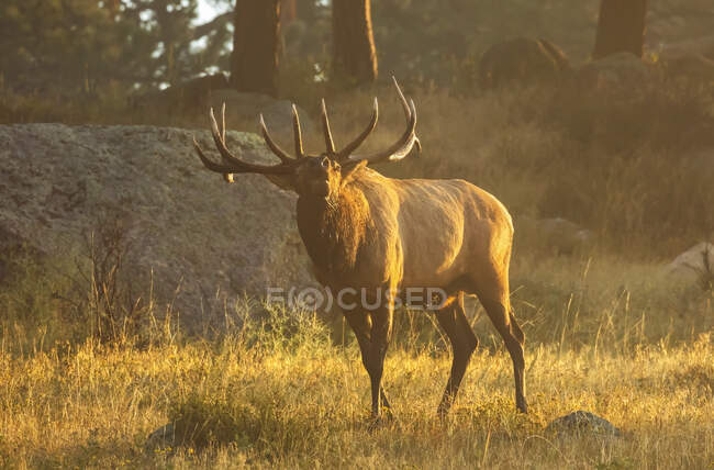 Bull Elk (Cervus canadensis) standing in sunlight in a foggy field; Estes Park, Colorado, United States of America — Stock Photo